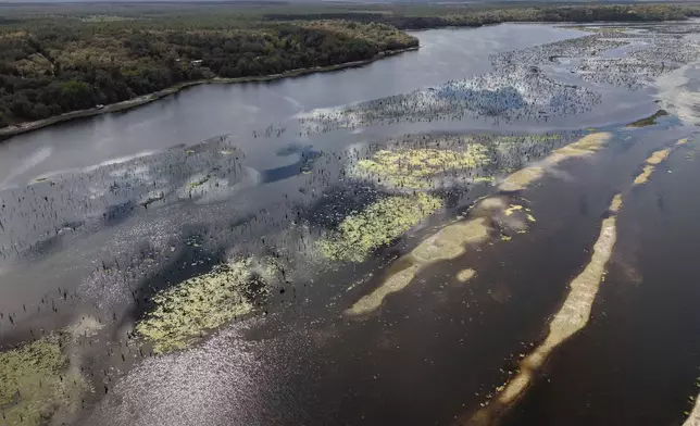 The remains of a wetland forest are revealed during a drawdown of the Rodman Reservoir on Wednesday, March 4, 2026, in Palatka, Fla. (AP Photo/Daniel Kozin)