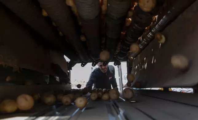 A worker of Pestova firm inspects the potatoes in the village of Pestove, Kosovo on March 26, 2026. (AP Photo/Visar Kryeziu)