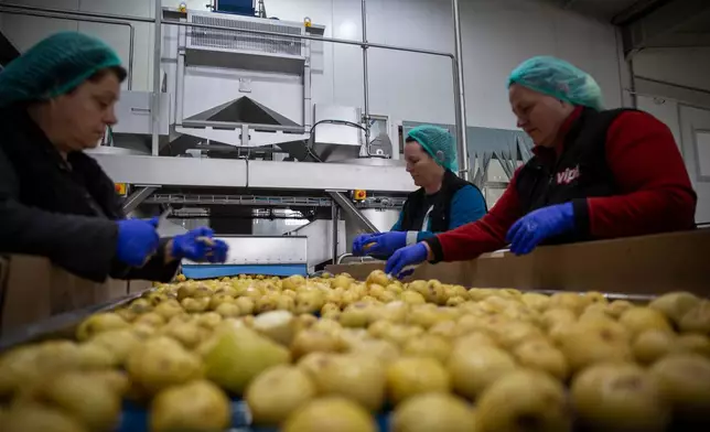 Workers at Pestova firm, inspect the potatoes for the Vipa Chips factory in the village of Pestove, Kosovo on March 26, 2026. (AP Photo/Visar Kryeziu)
