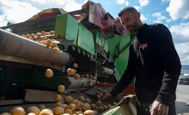 A worker of Pestova firm inspects the potatoes in the village of Pestove, Kosovo on March 26, 2026. (AP Photo/Visar Kryeziu)