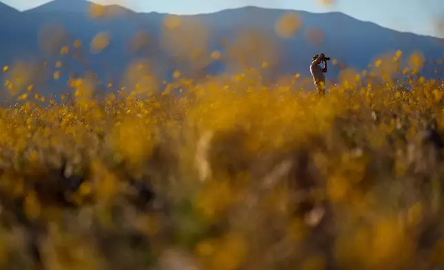 A person takes pictures of wildflowers during a superbloom, Saturday, March 7, 2026, in Death Valley National Park, Calif. (AP Photo/John Locher)