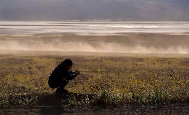 A person takes pictures of wildflowers during a superbloom, Saturday, March 7, 2026, in Death Valley National Park, Calif. (AP Photo/John Locher)