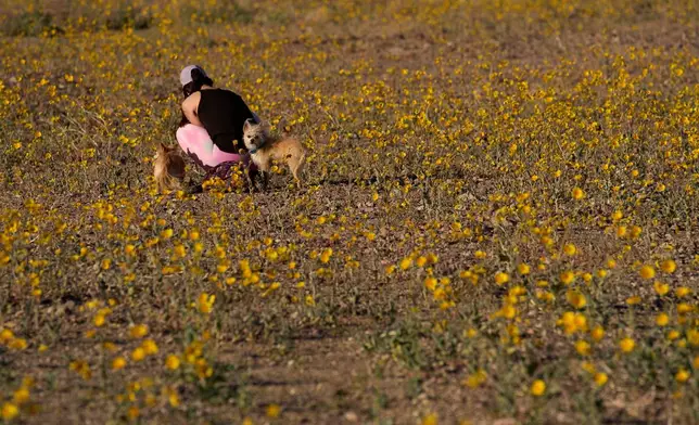 A person looks closely in a field of wildflowers during a superbloom, Saturday, March 7, 2026, in Death Valley National Park, Calif. (AP Photo/John Locher)