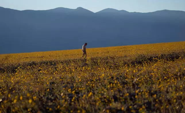 A person walks in a field of wildflowers during a superbloom, Saturday, March 7, 2026, in Death Valley National Park, Calif. (AP Photo/John Locher)