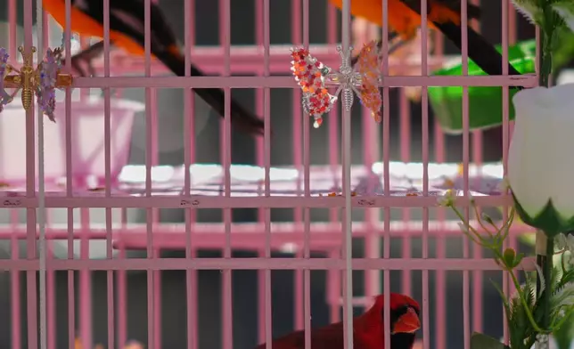 Birds sit in a cage before an annual pilgrimage of bird vendors to the Basilica of Guadalupe in Mexico City, Sunday, March 29, 2026. (AP Photo/Eduardo Verdugo)
