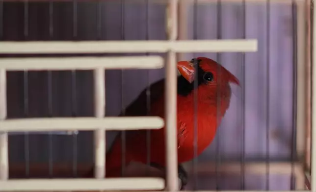 A cardinal sits in a cage before being taken to be sold in Toluca, Mexico, Wednesday, March 18, 2026. (AP Photo/Eduardo Verdugo)