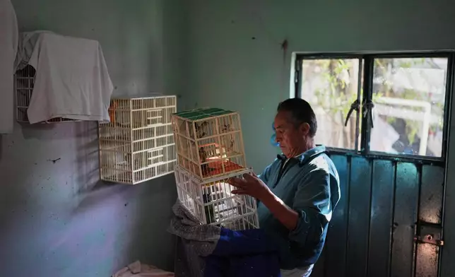 Humberto Lopez prepares a cage with birds to sell in Toluca, Mexico, Wednesday, March 18, 2026. (AP Photo/Eduardo Verdugo)
