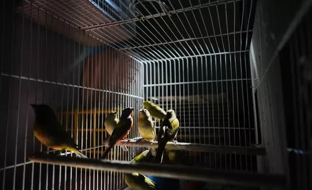 Birds sit in a cage before being taken to sold in Toluca, Mexico, Wednesday, March 18, 2026. (AP Photo/Eduardo Verdugo)