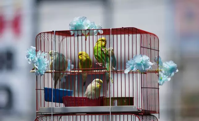 A decorated cage sits on a street during an annual pilgrimage of bird vendors to the Basilica of Guadalupe in Mexico City, Sunday, March 29, 2026. (AP Photo/Eduardo Verdugo)