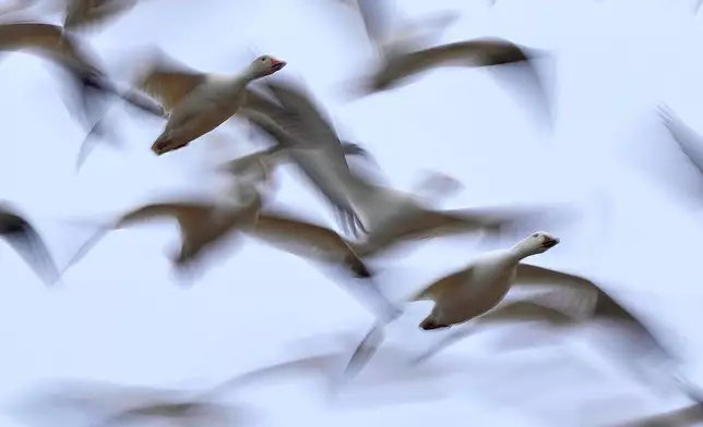 Snow geese resume their annual northern migration after a stopover at the Middle Creek Wildlife Management Area, Friday, March 6, 2026, in Kleinfeltersville, Pa. (AP Photo/Robert F. Bukaty)