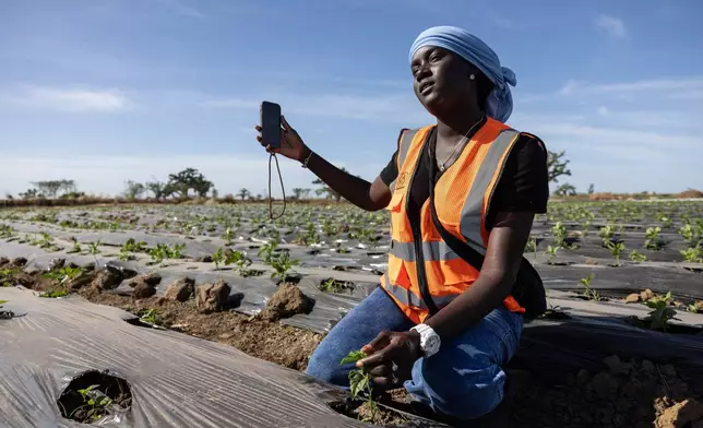 Nogaye Sene, a West African farmer who turned to Tiktok as part of agriculture's changing image, films herself on her farm in Joal Fadiout, Senegal, Thursday Dec. 11, 2025. (AP Photo/Caitlin Kelly)
