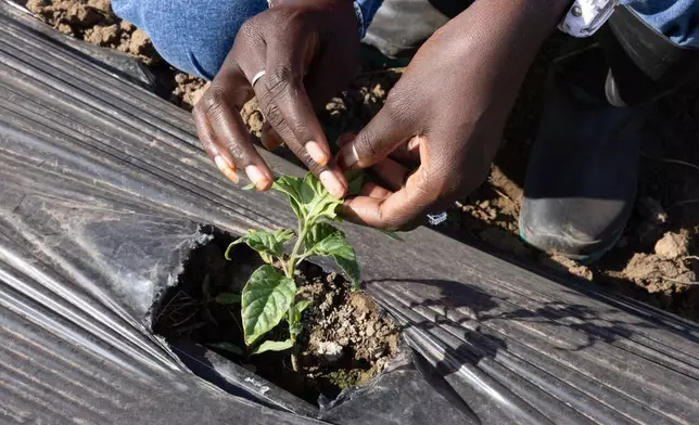 Nogaye Sene, a West African farmer who turned to Tiktok as part of agriculture's changing image, checks a plant on her farm in Joal Fadiout, Senegal, Thursday Dec. 11, 2025. (AP Photo/Caitlin Kelly)