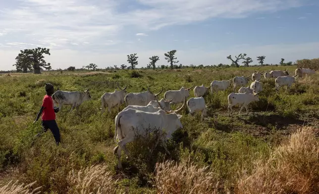 Cows are moved through fields on the outskirts of Joal Fadiout, Senegal, Thursday, Dec. 11, 2025. (AP Photo/Caitlin Kelly)