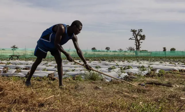 A farmer, one of the 40 workers employed by Nogaye Sene on her farm, rakes hay on the outskirts of Joal Fadiout, Senegal, Thursday, Dec. 11, 2025. (AP Photo/Caitlin Kelly)