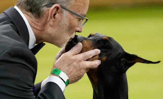 FILE - Penny, a doberman pinscher, receives a kiss from handler Andy Linton after winning Best in Show of the 150th Westminster Kennel Club Dog Show in New York, Feb. 3, 2026. (AP Photo/Yuki Iwamura, File)