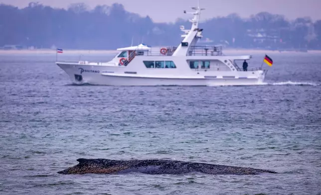 A ship sails through the Bay of Lubeck behind the humpback whale stranded on the Baltic Sea coast, in Timmendorfer Strand, Germany, Tuesday, March 24, 2026. (Jens Buettner/dpa via AP)