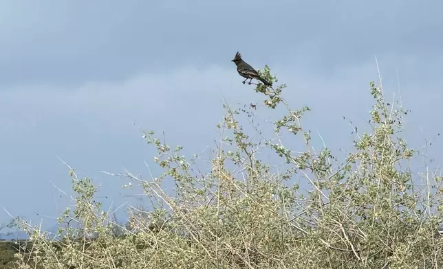 A Phainopepla perching on the branch of a mesquite tree is photographed during an accessible walk for people with limitations at Agua Caliente Park in Tucson, Ariz., on Feb. 13, 2026. (Anita Snow. via AP)