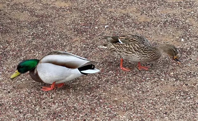 A pair of Mallard ducks appear at Agua Caliente Park in Tucson, Ariz., during an accessible birding outing for people with limitations on Feb. 13, 2026. (Anita Snow via AP)