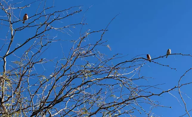House finches are photographed during an accessible walk for people with limitations at Canoa Ranch, Ariz., outside Tucson, on Feb. 18, 2026. (Anita Sno via AP)