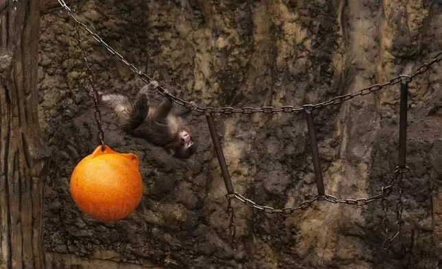 Punch, a Japanese macaque born on July 26, 2025, plays in the monkeys' playground at the Ichikawa city zoo in Tokyo's eastward neighboring city, Tuesday, March 3, 2026. (AP Photo/Hiro Komae)