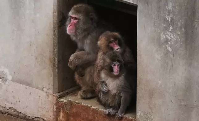 Punch, right a Japanese macaque born on July 26, 2025, sits with others in the monkeys' playground at the Ichikawa city zoo in Tokyo's eastward neighboring city, Tuesday, March 3, 2026. (AP Photo/Hiro Komae)