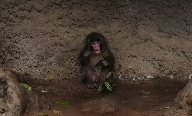 Punch, a Japanese macaque born on July 26, 2025, eats in the monkeys' playground at the Ichikawa city zoo in Tokyo's eastward neighboring city, Tuesday, March 3, 2026. (AP Photo/Hiro Komae)