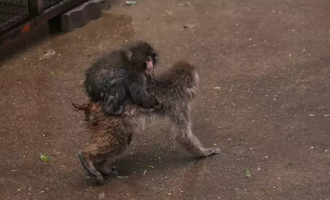 Punch, a Japanese macaque born on July 26, 2025, climbs on the back of another in the monkeys' playground at the Ichikawa city zoo in Tokyo's eastward neighboring city, Tuesday, March 3, 2026. (AP Photo/Hiro Komae)
