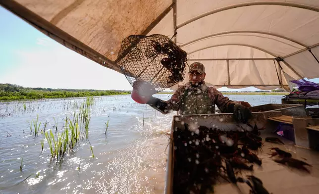 Juan Antonio harvests crawfish traps in a crawfish pond in Crowley, La., Thursday, March 19, 2026. (AP Photo/Gerald Herbert)