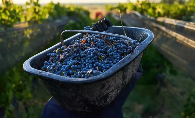 A worker carries a crate of harvested grapes at the Canopus Farm in El Cepillo, Mendoza province, Argentina, Tuesday, March 10, 2026. (AP Photo/Rodrigo Abd)