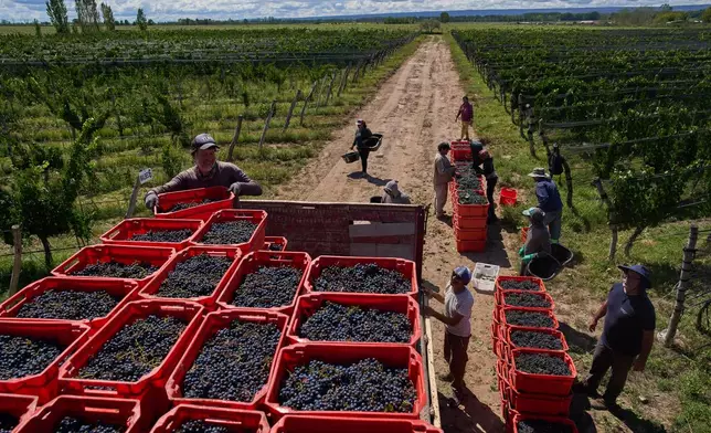 Worker load crates of grapes onto a truck at the Canopus Farm in El Cepillo, Mendoza province, Argentina, Tuesday, March 10, 2026. (AP Photo/Rodrigo Abd)