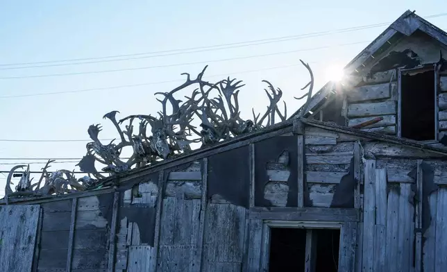 FILE - Caribou antlers sit on a roof in Kotzebue, Alaska, Sept. 27, 2025. (AP Photo/Annika Hammerschlag, File)