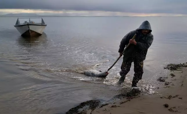 FILE - Seal hunter Wilbur Kuzuzuk, 53, drags a spotted seal, his only catch of the day, to the edge of the lagoon in Shishmaref, Alaska, on Oct. 4, 2022. (AP Photo/Jae C. Hong, File)