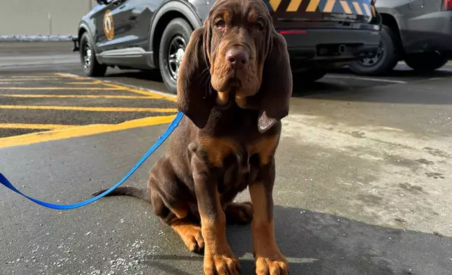 A North Dakota Highway Patrol bloodhound named Beau sits for a photo Friday, Feb. 27, 2026, outside the Highway Patrol office in Fargo, N.D. (AP Photo/Jack Dura)