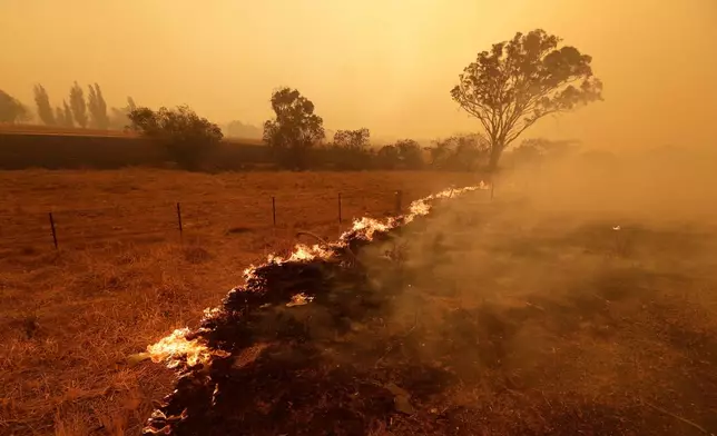 FILE - Fire burns in a field of grass near Bumbalong, south of the Australian capital, Canberra, Feb. 1, 2020. (AP Photo/Rick Rycroft, File)
