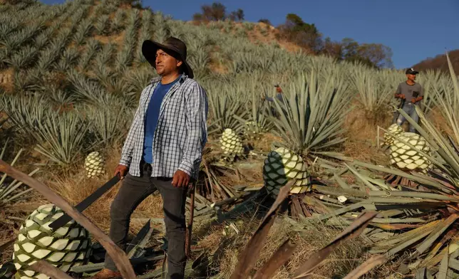 Edgardo Martinez Santiago pauses as he works to cut agave pineapples used to produce mezcal in Nejapa de Madero, Oaxaca, Mexico, Thursday, Jan. 22, 2026. (AP Photo/Claudia Rosel)