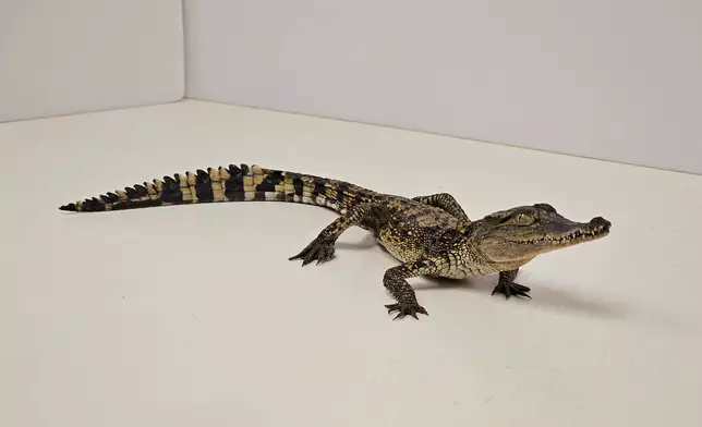 14 endangered reptiles seized in blitz operation by AFCD  Source: HKSAR Government Press Releases