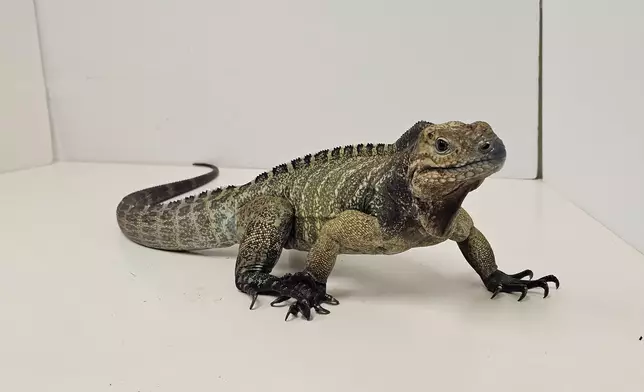 14 endangered reptiles seized in blitz operation by AFCD  Source: HKSAR Government Press Releases