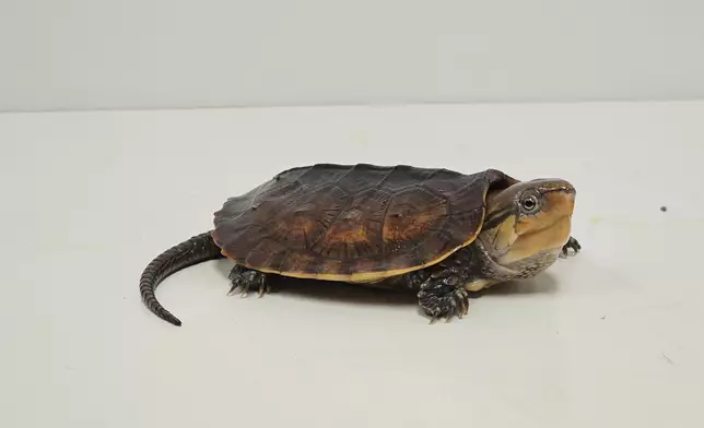 14 endangered reptiles seized in blitz operation by AFCD  Source: HKSAR Government Press Releases