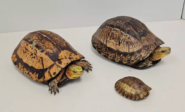 14 endangered reptiles seized in blitz operation by AFCD  Source: HKSAR Government Press Releases