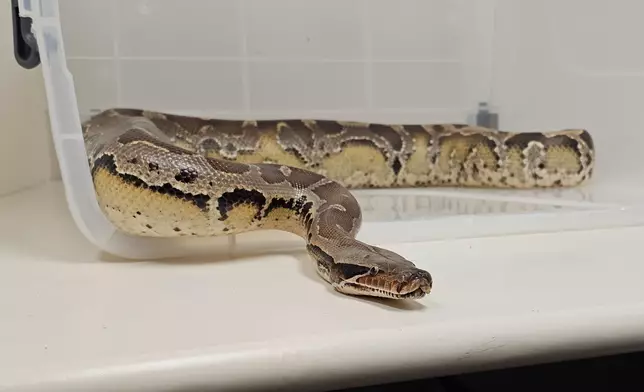 14 endangered reptiles seized in blitz operation by AFCD  Source: HKSAR Government Press Releases