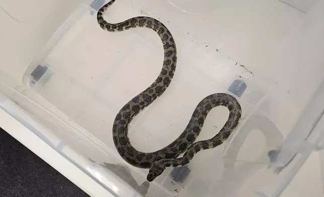 14 endangered reptiles seized in blitz operation by AFCD  Source: HKSAR Government Press Releases