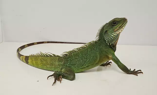 14 endangered reptiles seized in blitz operation by AFCD  Source: HKSAR Government Press Releases