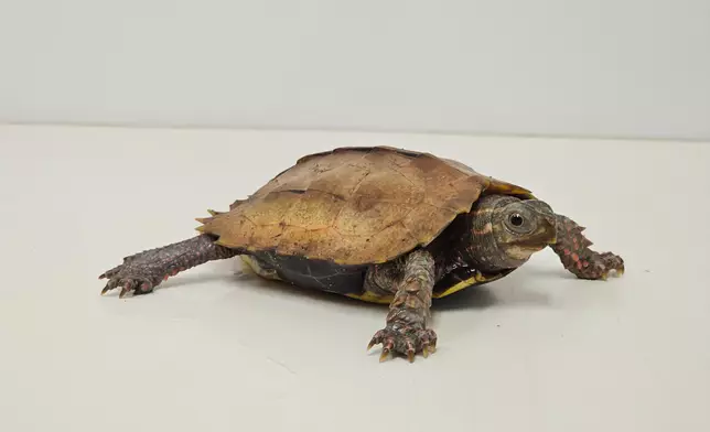 14 endangered reptiles seized in blitz operation by AFCD  Source: HKSAR Government Press Releases