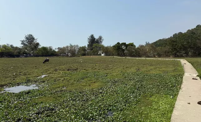 Restoration of Pui O wetland ecology through effective interdepartmental collaboration  Source: HKSAR Government Press Releases