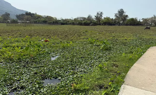 Restoration of Pui O wetland ecology through effective interdepartmental collaboration  Source: HKSAR Government Press Releases