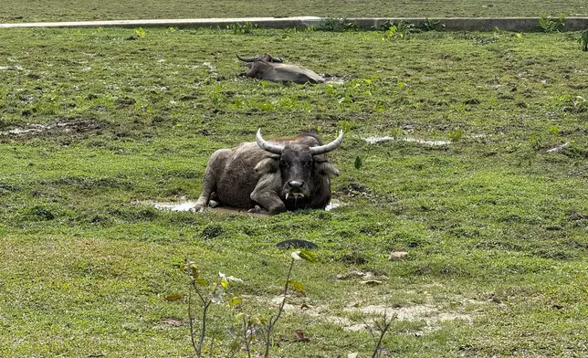 Restoration of Pui O wetland ecology through effective interdepartmental collaboration  Source: HKSAR Government Press Releases