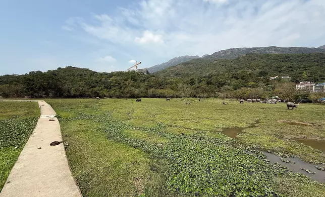 Restoration of Pui O wetland ecology through effective interdepartmental collaboration  Source: HKSAR Government Press Releases