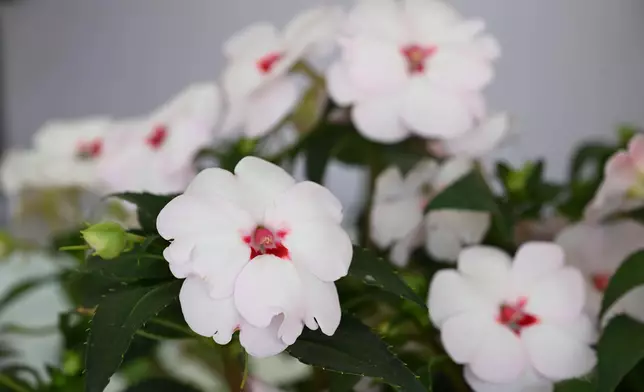 The annual Hong Kong Flower Show extravaganza opened at Victoria Park today (March 20) with some 400 000 flowers on display, including about 40 000 stocks, this year's theme flower, and "A Fragrant Journey through Hong Kong" as the main theme. Photo shows Impatiens hybrids 'Sunpatiens'. Source: HKSAR Government Press Releases