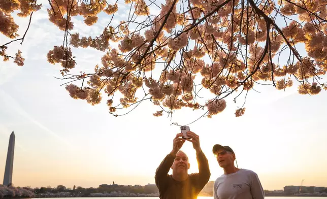 People capture images of cherry blossom trees along the tidal basin on the National Mall on Thursday, March 26, 2026, in Washington. The Washington Momument stands, left. (AP Photo/Tom Brenner)