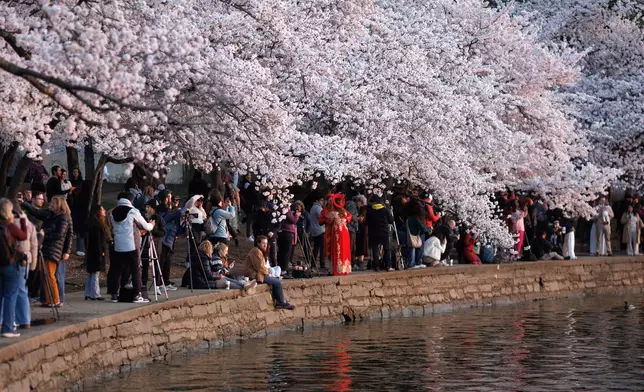 Visitors gather to watch sunrise among the cherry blossom trees along the tidal basin on the National Mall on Thursday, March 26, 2026, in Washington. (AP Photo/Tom Brenner)